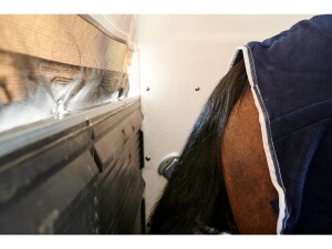 Pferdeanhänger Böckmann Champion C Esprit · 2.400 kg, 310×165 cm